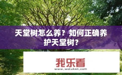 天堂树怎么养？如何正确养护天堂树？