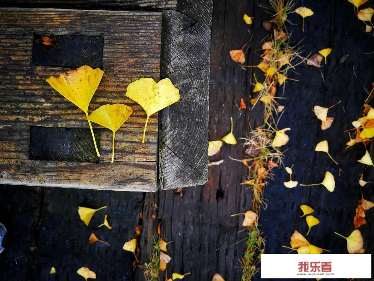 这张华为P40Pro手机拍的照片如何？分享一下你拍的？