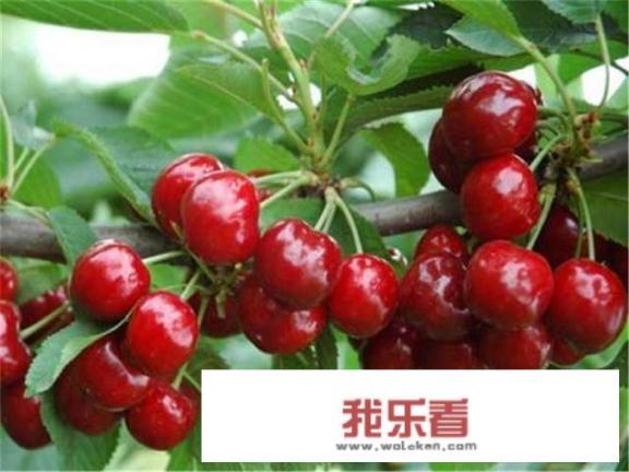 樱桃树叶有毒吗？
