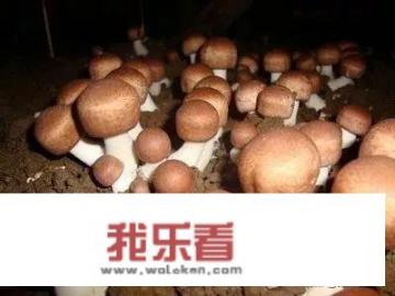 菌菇种植方法技巧？