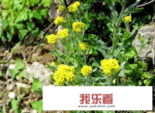 农村常见的鼠曲草有什么作用？