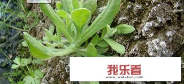 农村常见的鼠曲草有什么作用？