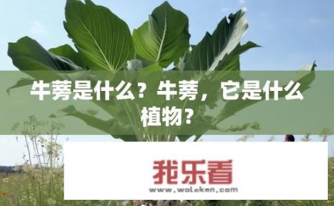 牛蒡是什么？牛蒡，它是什么植物？