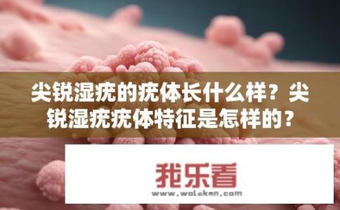 尖锐湿疣的疣体长什么样？尖锐湿疣疣体特征是怎样的？