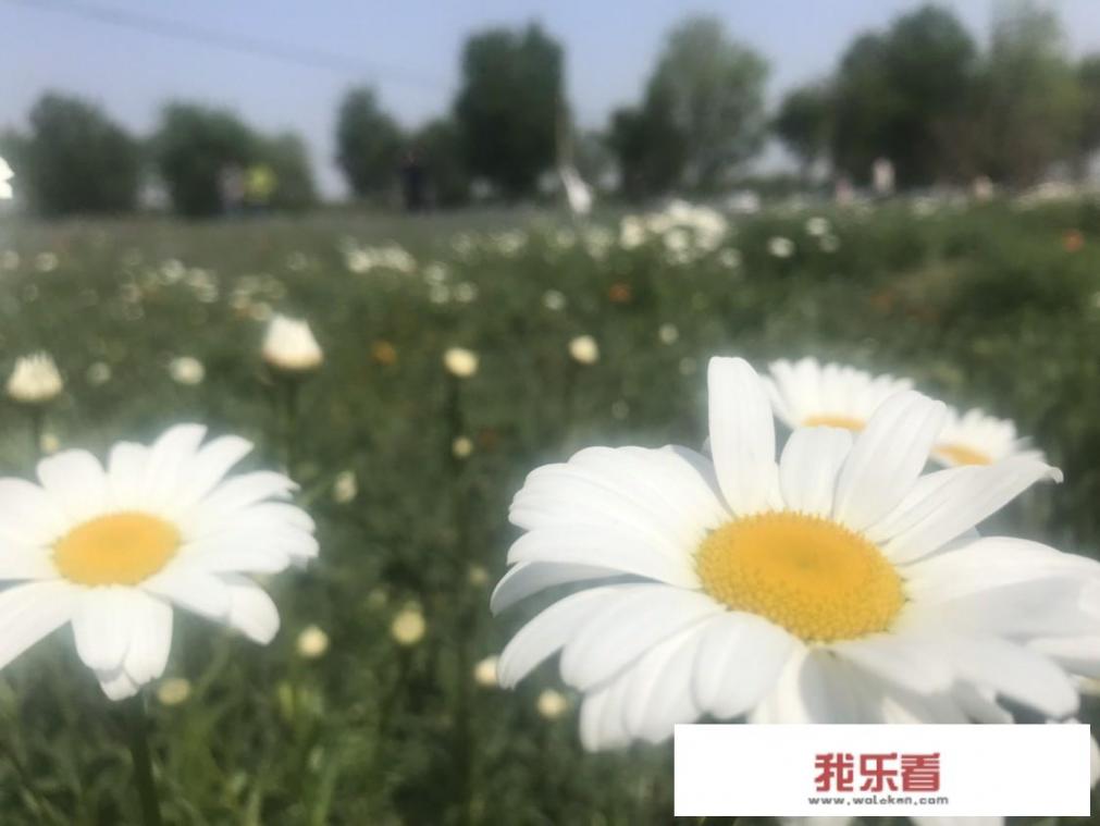 五一照片太多怎么发朋友圈？