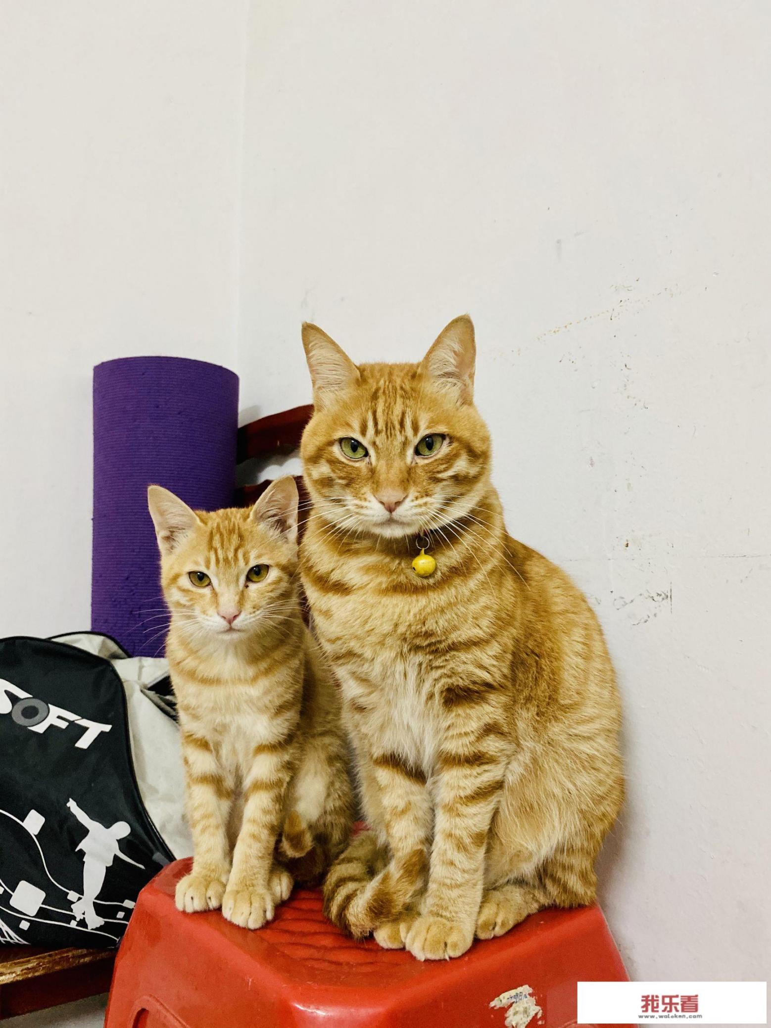 宠物猫和野猫的区别？