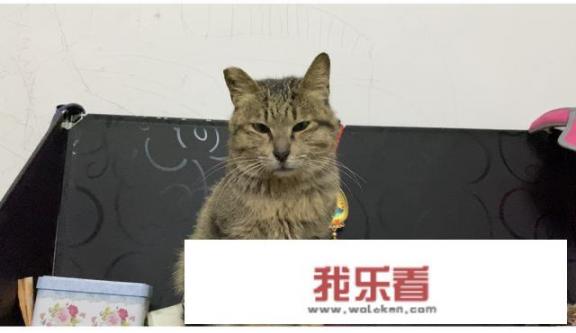 宠物猫和野猫的区别？