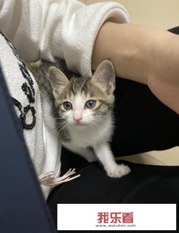 宠物猫和野猫的区别？