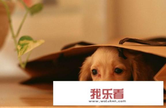 好听的狗狗名字大全，好听的狗狗中文名字？