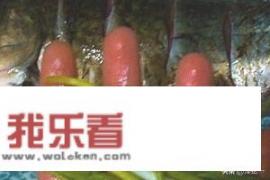 如何在家做清蒸鱼？