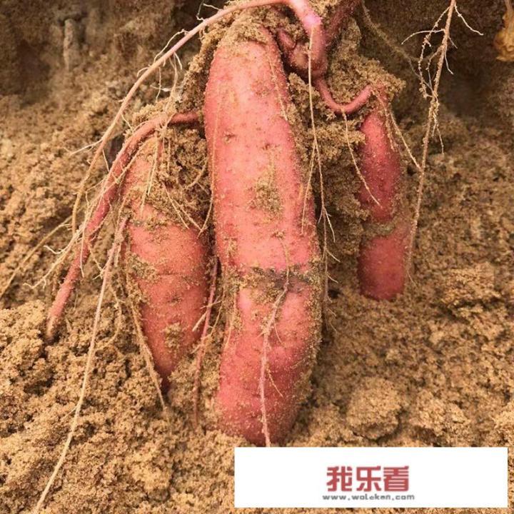 竹薯可以煲红薯糖水吗？