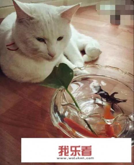 不吃米饭一个月减多少？