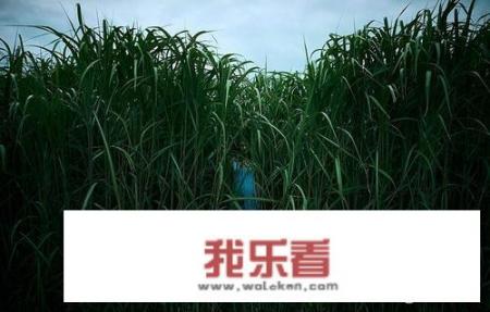部落冲突杂草会重新出现吗？
