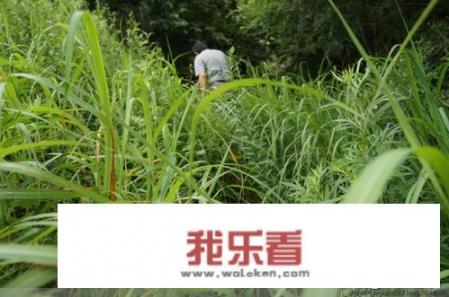 部落冲突杂草会重新出现吗？