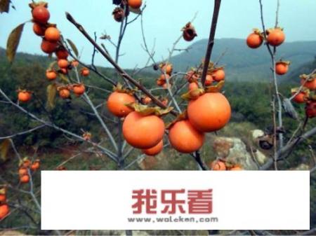 软枣怎么处理才能吃？