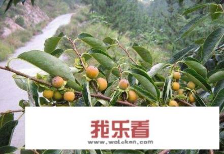 软枣怎么处理才能吃？