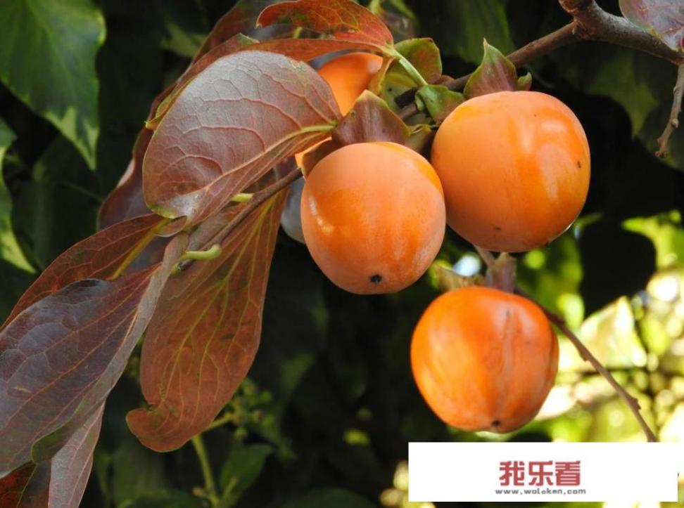 软枣怎么处理才能吃？