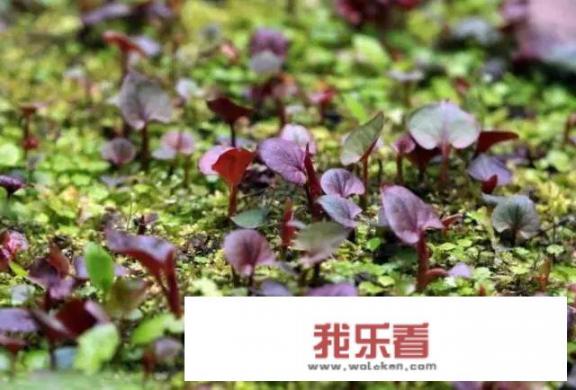 结耳根还有哪些做法？
