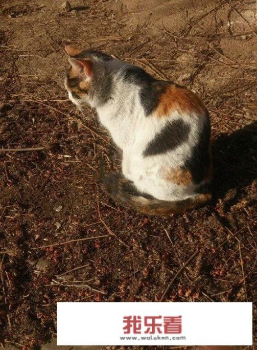 猫起名字大全？