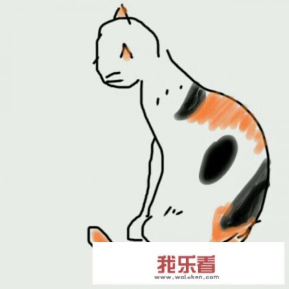 猫起名字大全？