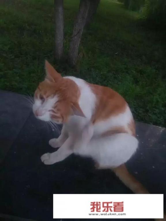 猫起名字大全？
