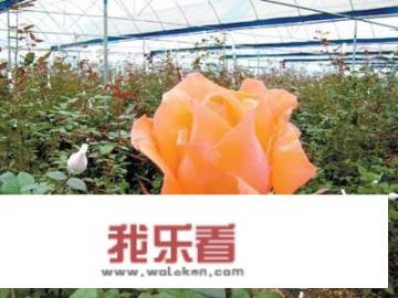 红玫瑰做头像,起什么呢称好？