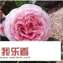 红玫瑰做头像,起什么呢称好？