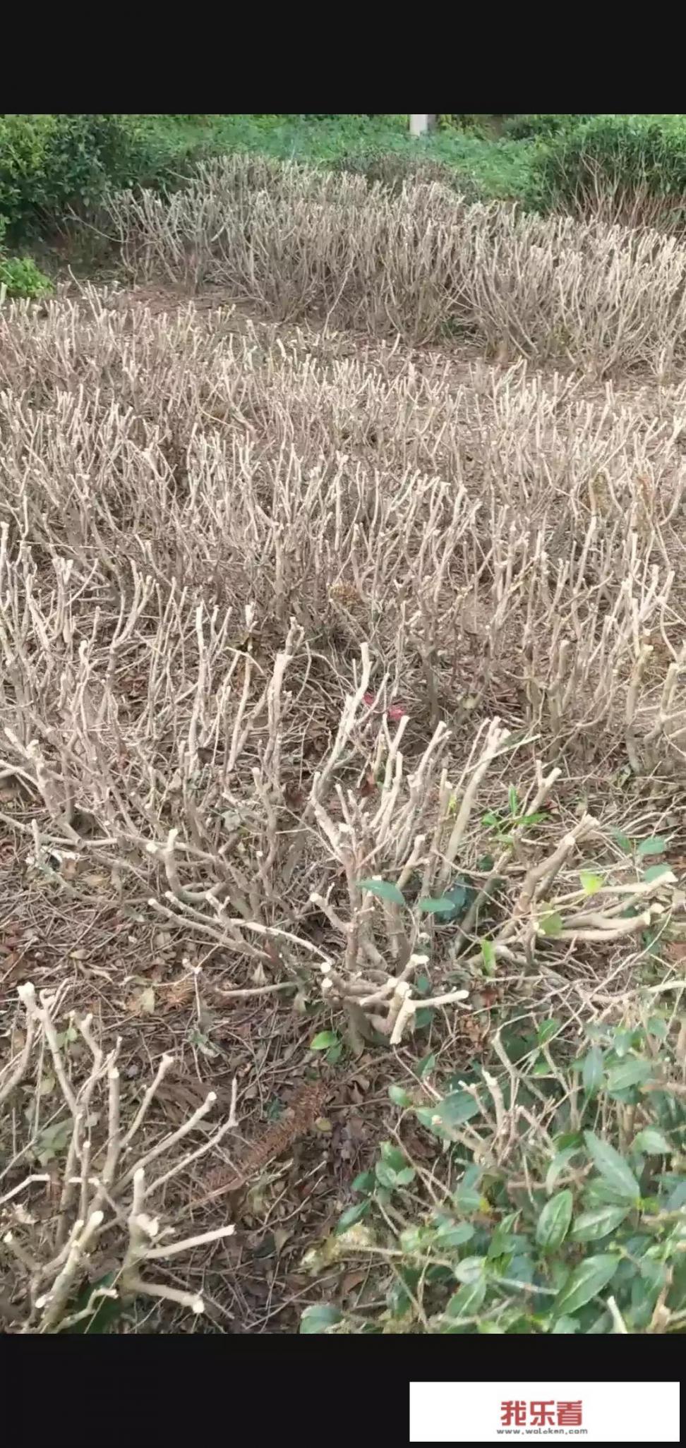 趴地兰花是什么植物
