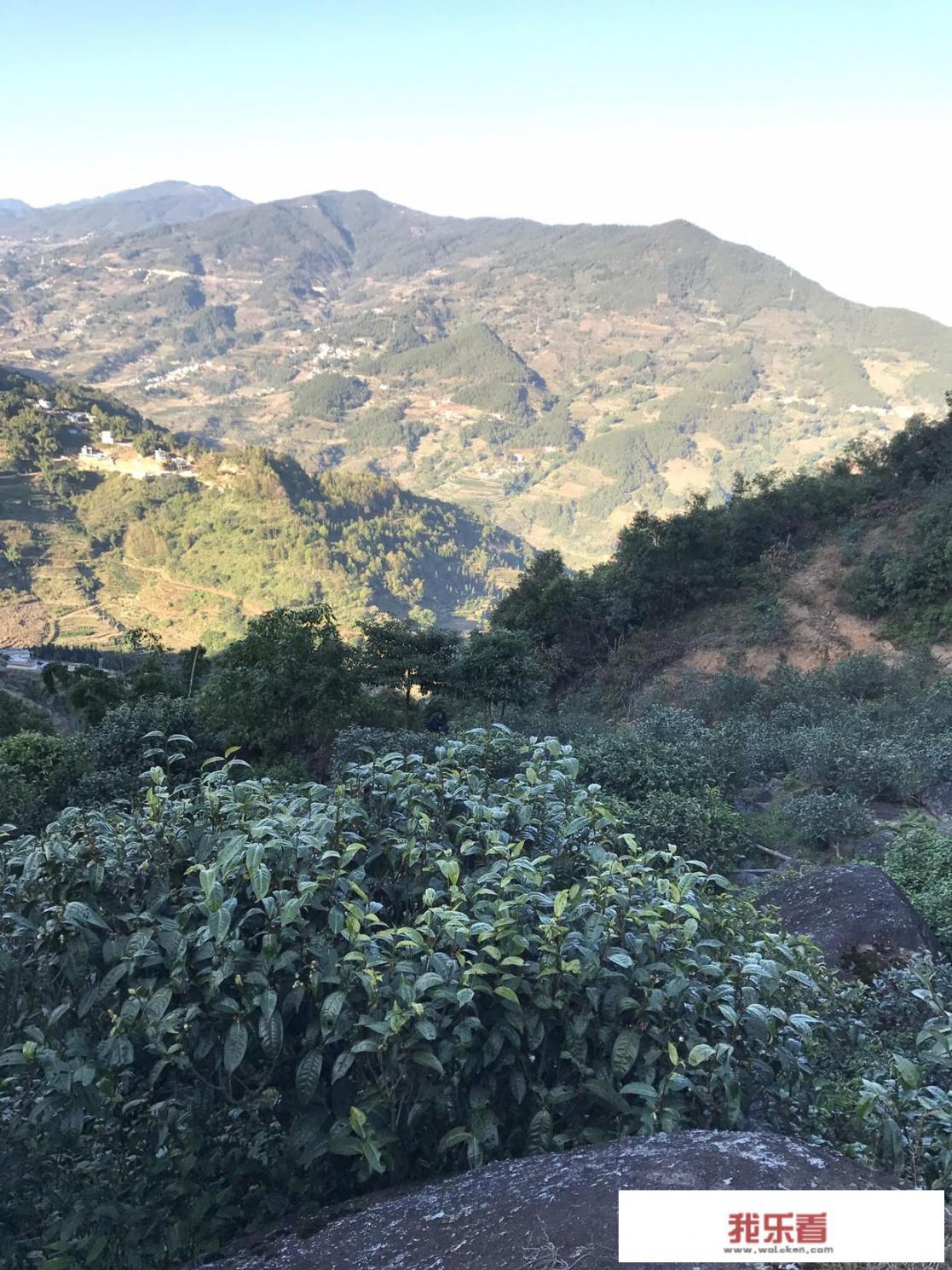 趴地兰花是什么植物