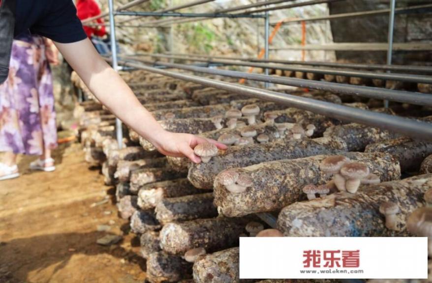 花菇和香菇的区别，告诉你四大不同？