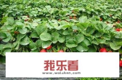 草莓属性？