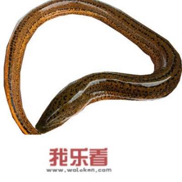鳗鱼和鳝鱼的图片对比？