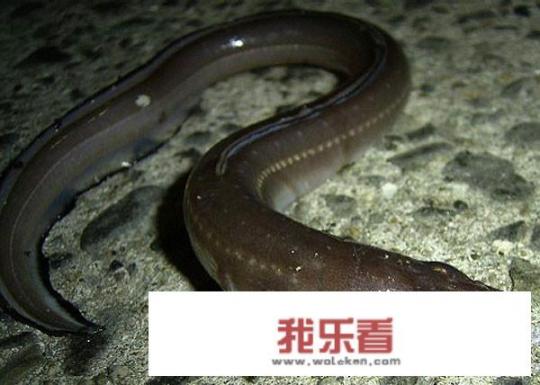 鳗鱼和鳝鱼的图片对比？