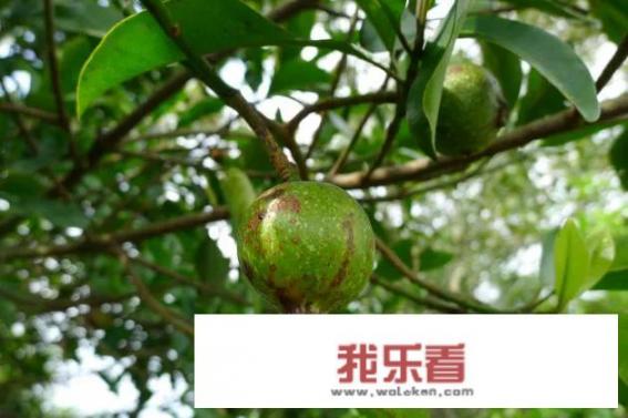 木竹子俗称“山枇杷”，有钱也未必能买得到，它凭什么如此高贵？
