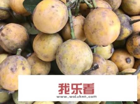 木竹子俗称“山枇杷”，有钱也未必能买得到，它凭什么如此高贵？