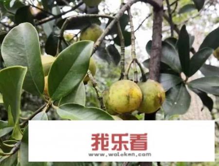 木竹子俗称“山枇杷”，有钱也未必能买得到，它凭什么如此高贵？