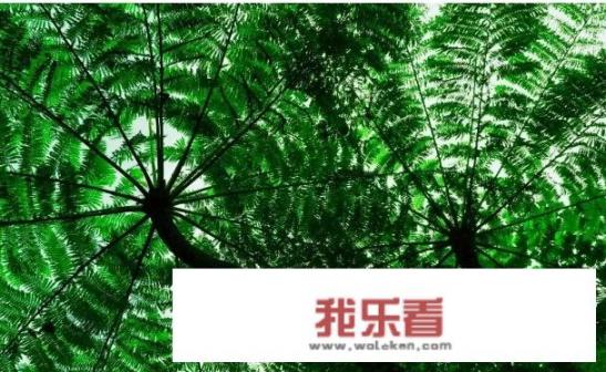 甘蔗00236号品种图片介绍？