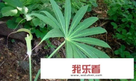 绵阳避暑有什么好的地方可以推荐呢？
