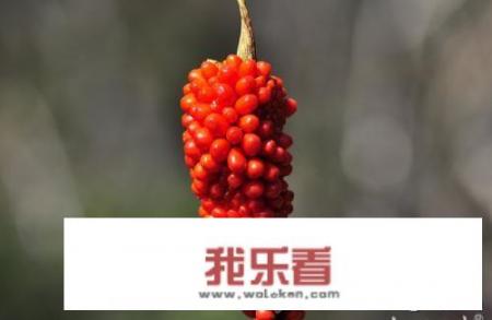 绵阳避暑有什么好的地方可以推荐呢？