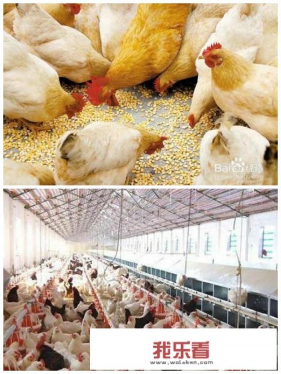 假鸡胸肉和真鸡胸肉怎样区别？