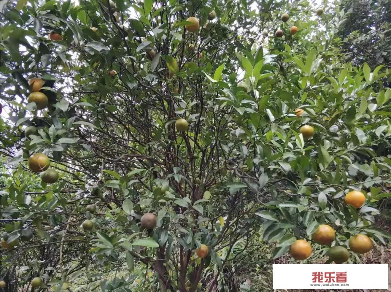 哪个颜色好，欧莱雅口红推荐色号？