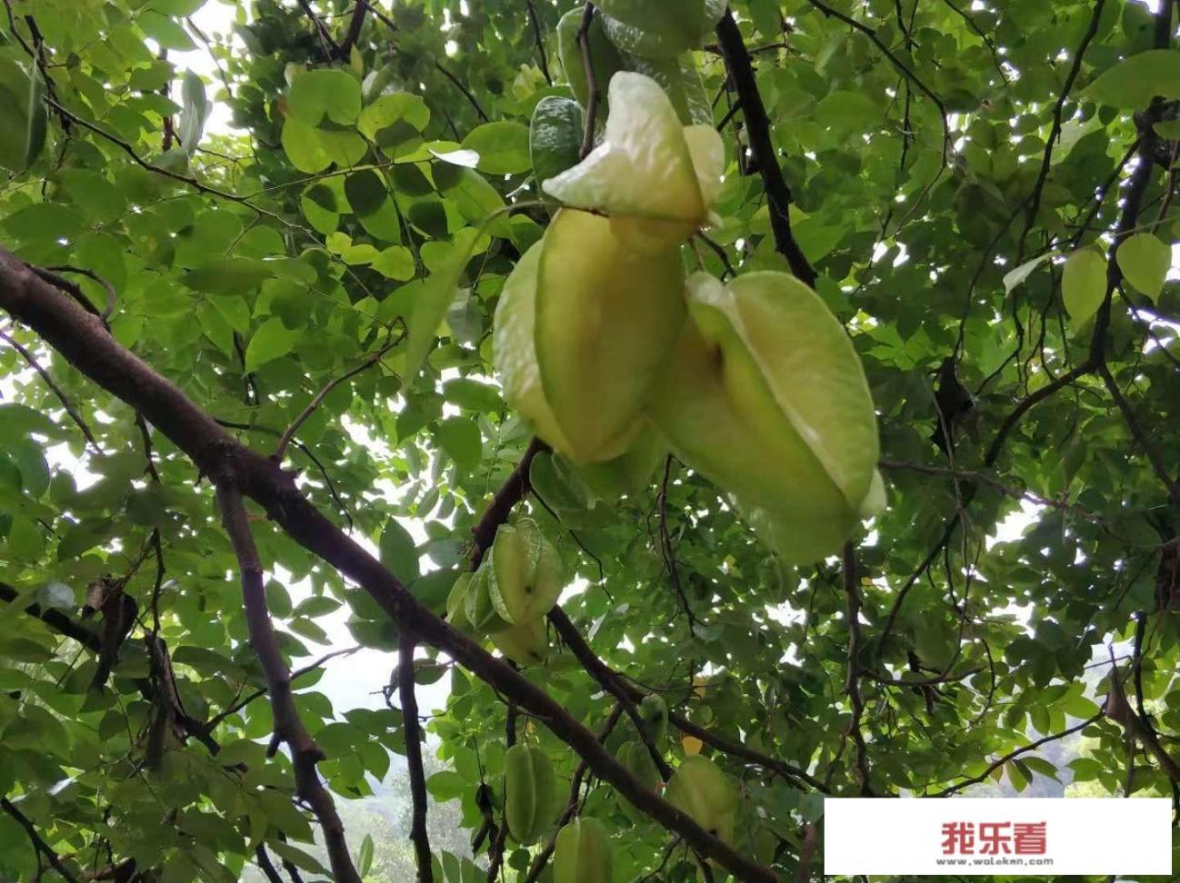 哪个颜色好，欧莱雅口红推荐色号？