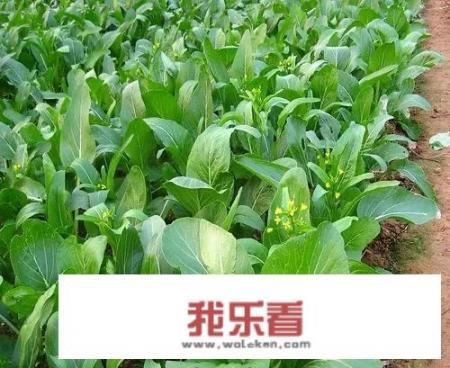 四九菜心连茬种植怎样获得高产，菜地杀菌需要用哪几种？