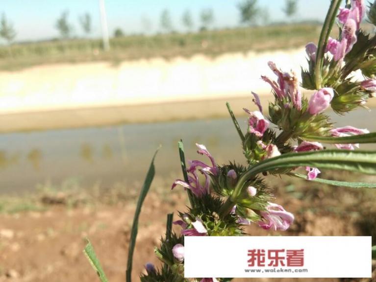 你知道哪些在农村泛滥，却又有很大药用价值的野菜野草？