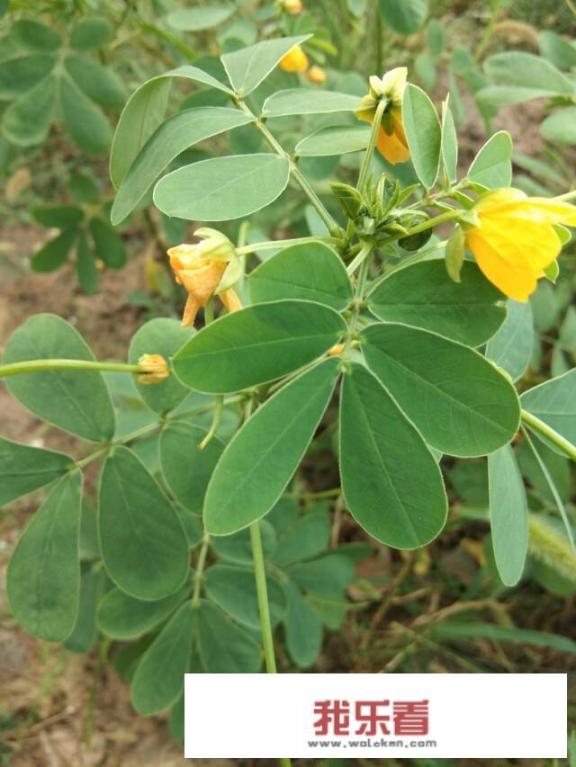 你知道哪些在农村泛滥，却又有很大药用价值的野菜野草？
