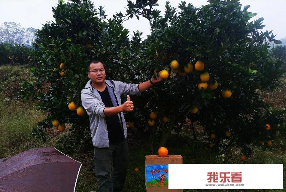 江西脐橙和赣南脐橙的区别？
