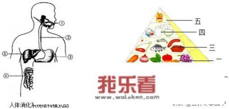中国营养膳食宝塔是谁提出来？