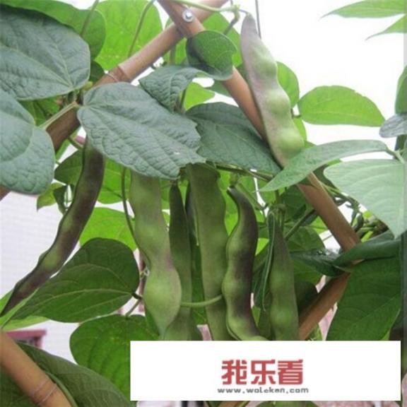 排骨炖豆角要怎么做比较好吃？