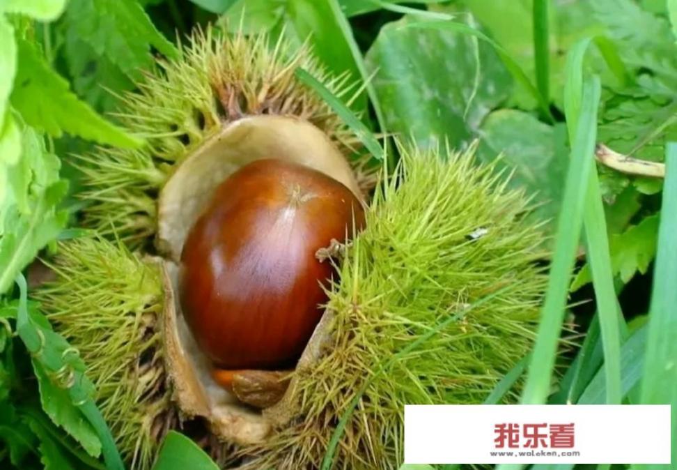 最好板栗品种排名？