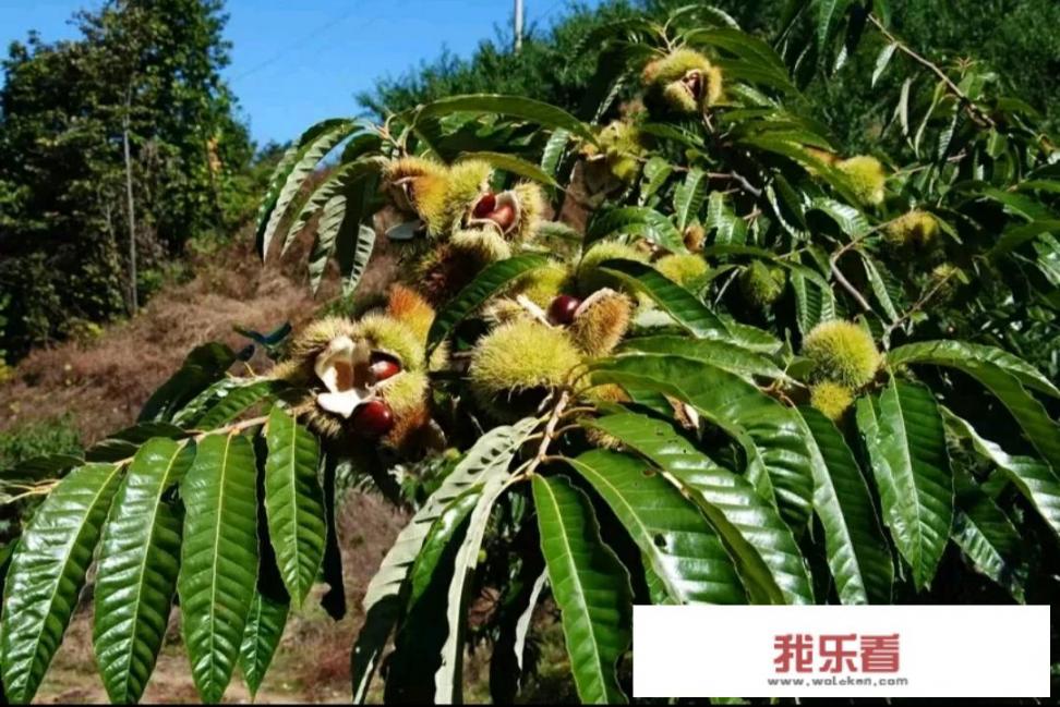 最好板栗品种排名？